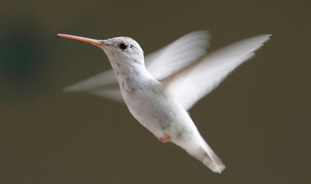 What Birds Can Fly Backwards? | Science Facts