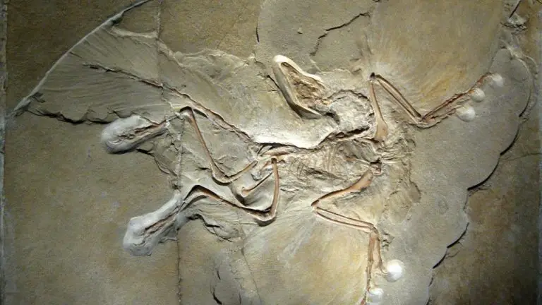 Archaeopteryx Facts Science Facts