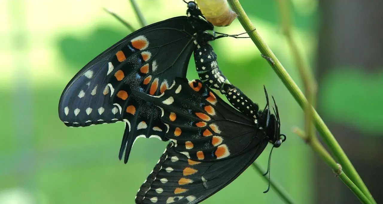 facts-about-butterflies-moths-how-to-tell-the-difference-science