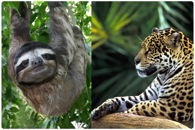 Animals Of The Rainforest Facts Science Facts