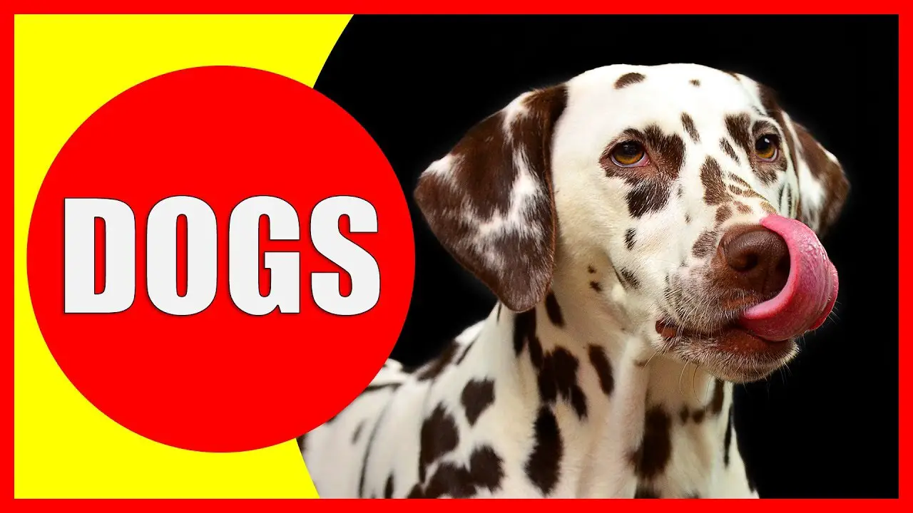 35-fun-facts-about-dogs-science-facts