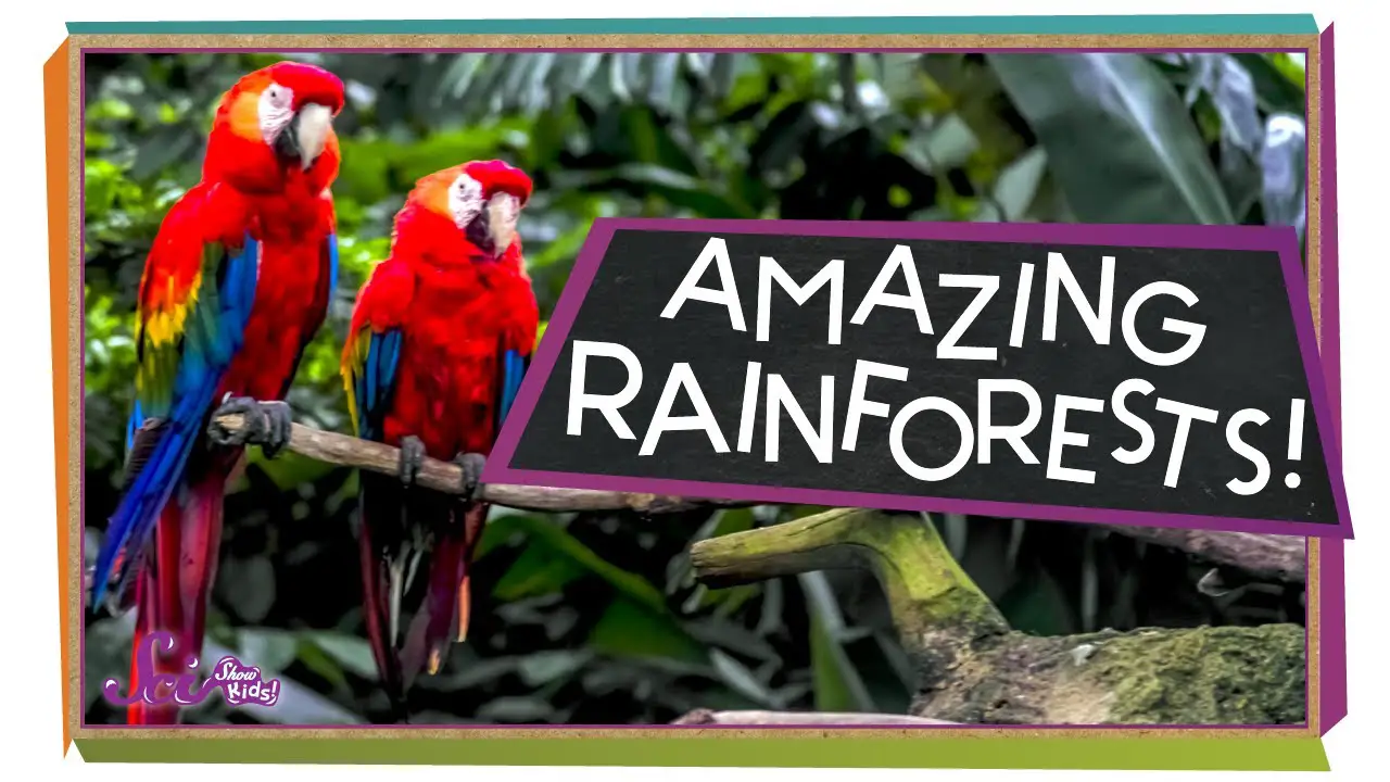 interesting-facts-about-the-rainforests-science-facts