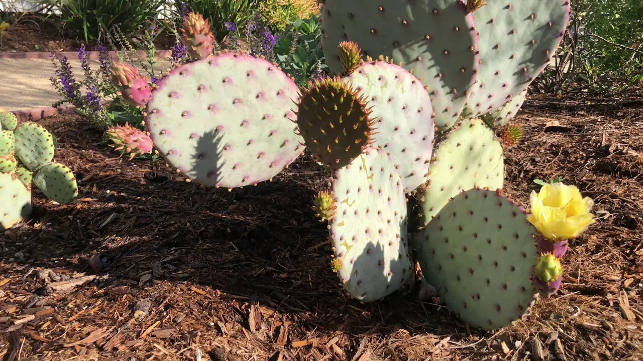 What Makes a Plant Drought Tolerant? | Science Facts