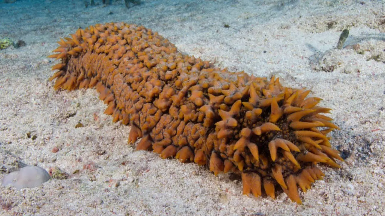 Sea Cucumber Facts | Science Facts