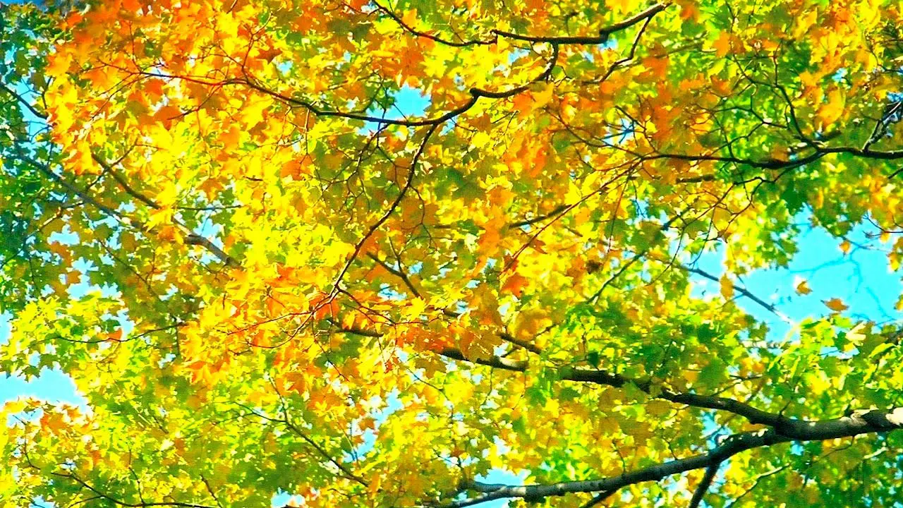 Why Do Leaves Change Color In The Fall Science Facts