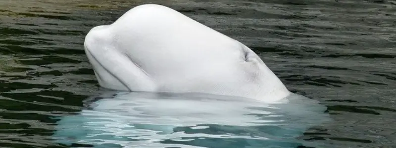 Cetacea - Whale-Like Mammals