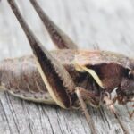 What do Crickets & Grasshoppers Eat?